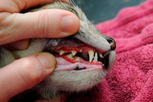 Zapalenie jamy ustnej u kotów - pomoc w domu Zapalenie jamy ustnej u kotów - pomoc w domu